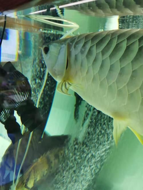 龍魚翻鰓晚期圖片