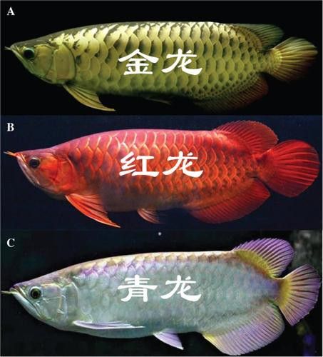 水族金龍魚圖片