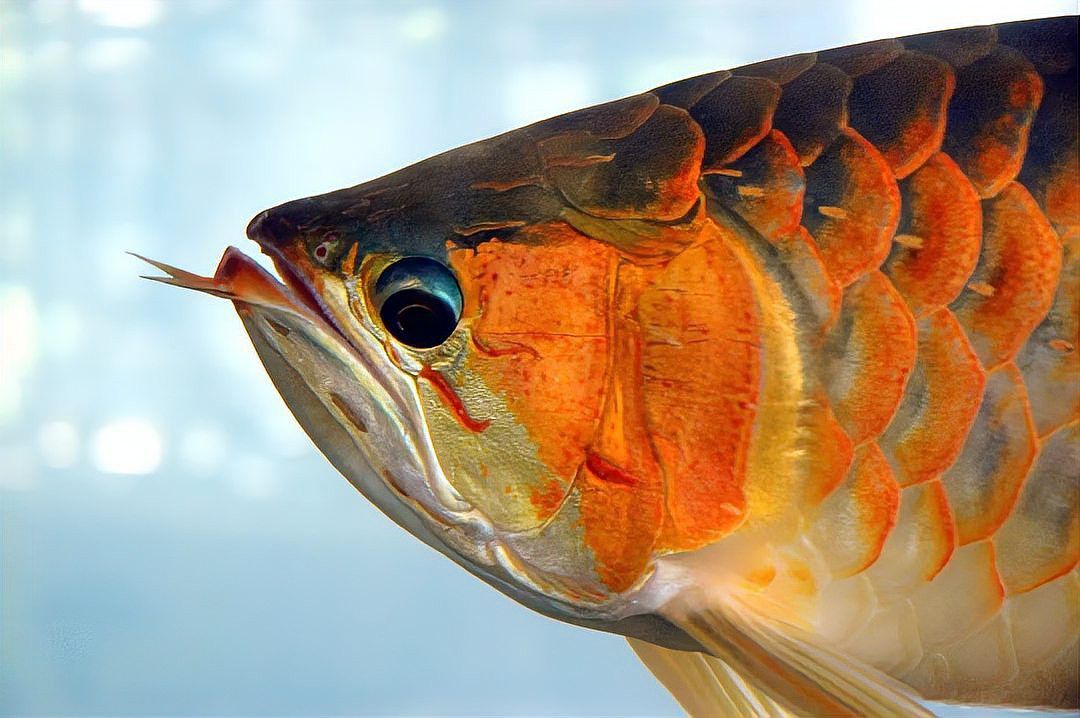 水族金龍魚圖片