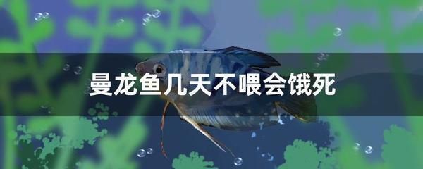 龍魚兩天不喂是否會餓死（成年大型龍魚即使長時間不喂食也不會導致餓死）