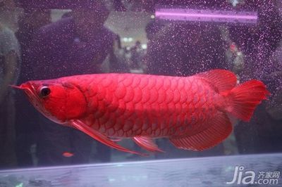 紅龍魚配什么魚一起養（紅龍魚和什么魚一起養好）