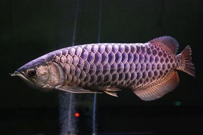 金龍魚 怎么樣（金龍魚混養注意事項） 金龍魚 怎么樣（金龍魚混養注意事項） 龍魚百科 第1張