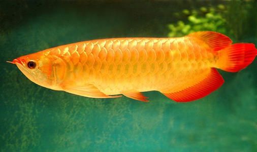 金龍魚 怎么樣（金龍魚混養注意事項） 金龍魚 怎么樣（金龍魚混養注意事項） 龍魚百科 第3張