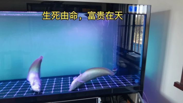 龍魚為何晚上游白天不動：為什么龍魚晚上游白天不動？