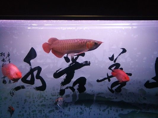 龍魚為何晚上游白天不動：為什么龍魚晚上游白天不動？