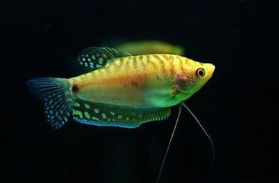 黃曼龍魚的靜止不動可能由多種原因引起：黃曼龍魚在水里不動的原因