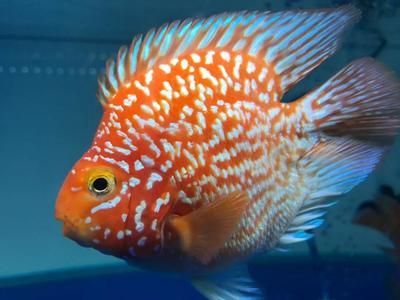 2023水族展會祥龍魚場展位圖：2023水族展會祥龍魚場祥龍魚場展位圖 2023水族展會祥龍魚場展位圖：2023水族展會祥龍魚場祥龍魚場展位圖 龍魚百科 第1張