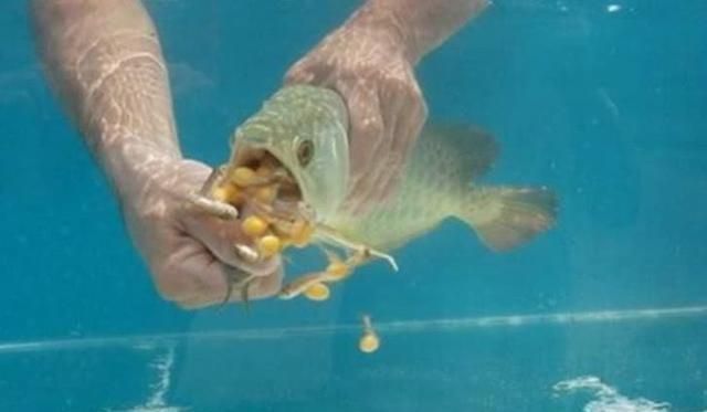 金龍魚嘴里孵化（關于金龍魚嘴里孵化的說法）