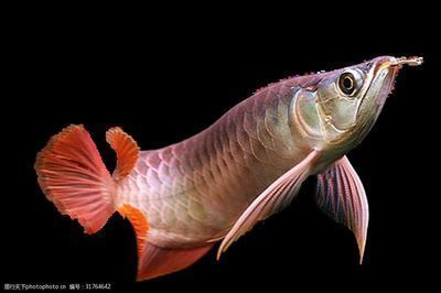 龍魚發白是什么原因？：龍魚發白可能由多種因素引起龍魚發白 龍魚發白是什么原因？：龍魚發白可能由多種因素引起龍魚發白 龍魚百科 第3張