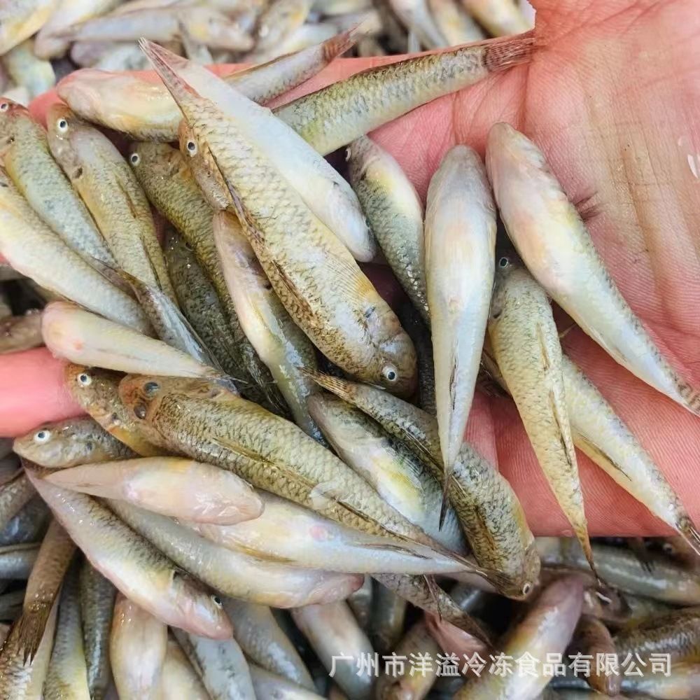 小龍魚吃啥喝啥最好：小龍魚在不同生長(zhǎng)階段有不同的飲食需求 小龍魚吃啥喝啥最好：小龍魚在不同生長(zhǎng)階段有不同的飲食需求 龍魚百科 第2張