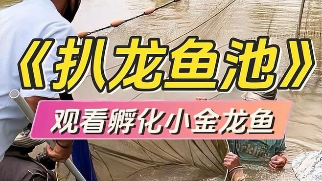 龍魚和黑魚哪個貴一點 龍魚和黑魚哪個貴一點 龍魚百科 第3張