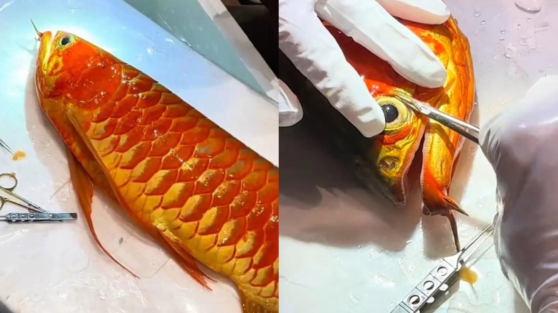 龍魚和黑魚哪個貴一點 龍魚和黑魚哪個貴一點 龍魚百科 第5張