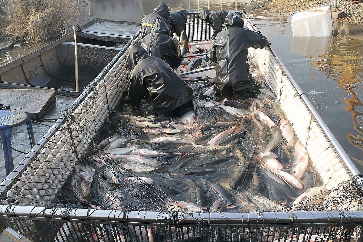 龍魚和黑魚哪個貴一點 龍魚和黑魚哪個貴一點 龍魚百科 第6張
