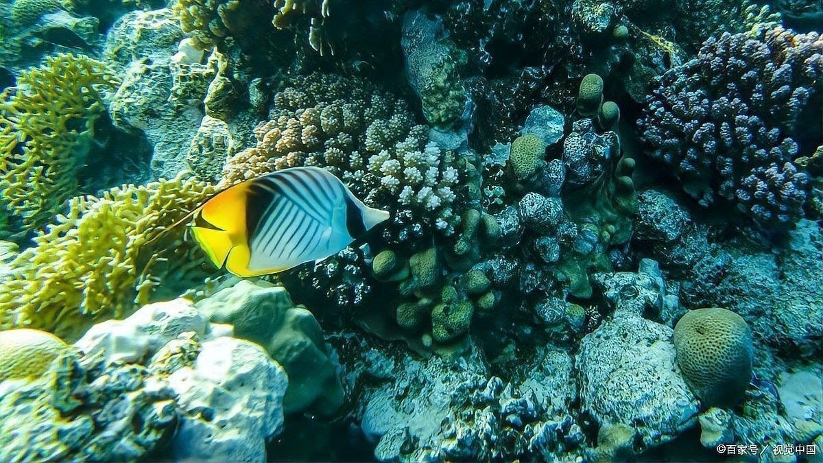龍魚和黑魚哪個貴一點 龍魚和黑魚哪個貴一點 龍魚百科 第7張
