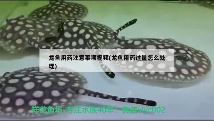 龍魚(yú)4號(hào)藥用完怎么處理：使用龍魚(yú)4號(hào)藥后