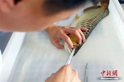 龍魚4號藥用完怎么處理：使用龍魚4號藥后