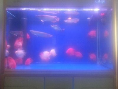 龍魚一個缸能養幾條：一個魚缸能養幾條龍魚