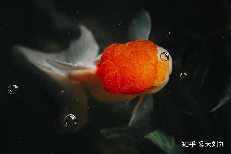 金龍魚能吃葡萄嗎怎么喂