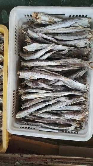 北海葵龍魚是什么魚種圖片