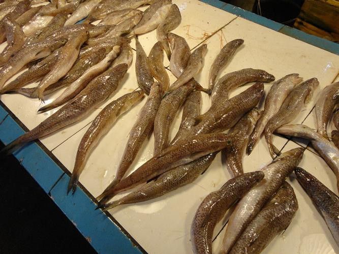 北海葵龍魚是什么魚種圖片
