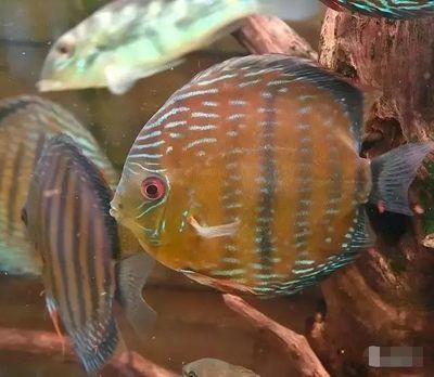龍魚檢疫先做內(nèi)寄還是外寄好：關(guān)于“龍魚檢疫先做內(nèi)寄還是外寄好”的相關(guān)信息 龍魚檢疫先做內(nèi)寄還是外寄好：關(guān)于“龍魚檢疫先做內(nèi)寄還是外寄好”的相關(guān)信息 龍魚百科 第2張