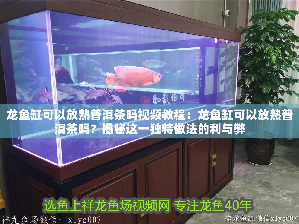 龍魚缸可以放熟普洱茶嗎視頻教程：龍魚缸可以放熟普洱茶嗎？揭秘這一獨特做法的利與弊