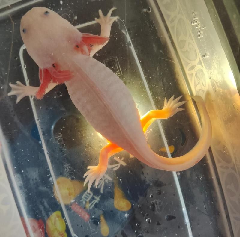 龍魚腹水可以治愈嗎？
