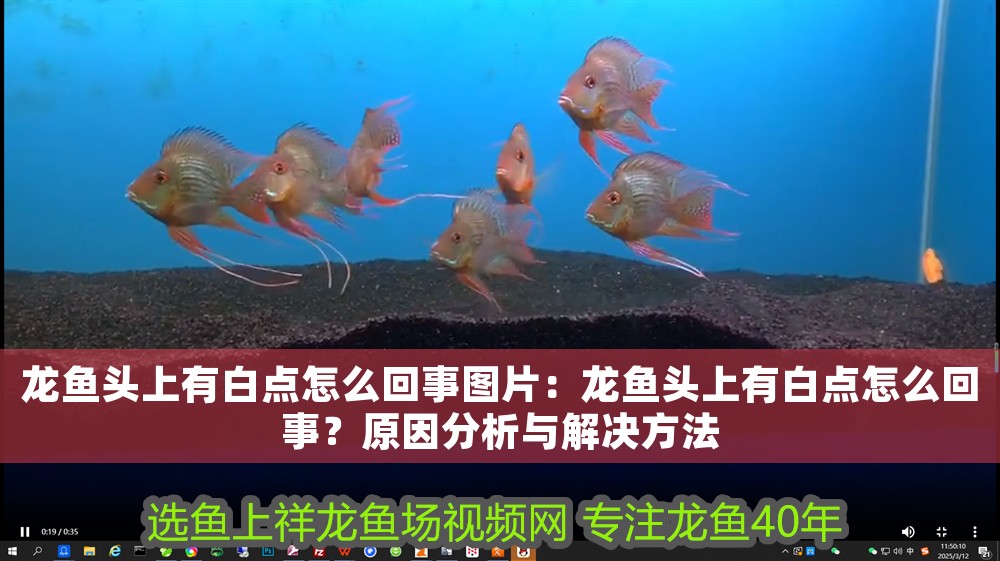 龍魚頭上有白點怎么回事圖片：龍魚頭上有白點怎么回事？原因分析與解決方法