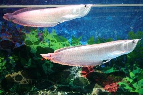 銀龍魚成魚一次喂多少合適？