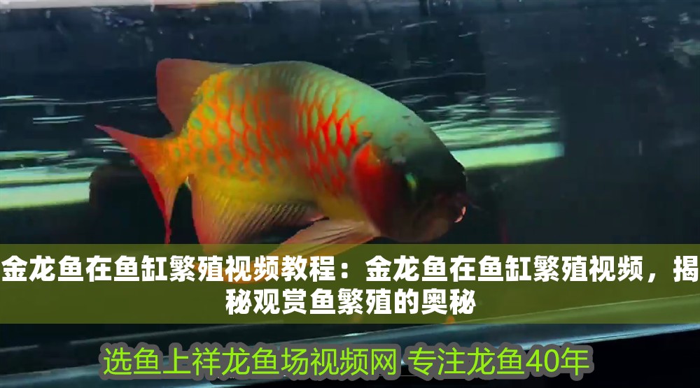 金龍魚在魚缸繁殖視頻教程：金龍魚在魚缸繁殖視頻，揭秘觀賞魚繁殖的奧秘