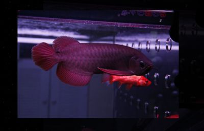 紅龍魚的鱗片掉了什么時候長出來：紅龍魚的鱗片掉了之后，具體何時能夠長回來