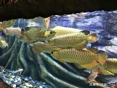 龍魚缸價格表：龍魚缸價格表， 龍魚缸價格表：龍魚缸價格表， 龍魚百科 第2張