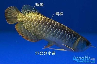 金龍魚小苗多少錢一條:金龍魚小苗多少錢一條金龍魚小苗多少錢一條 龍魚百科 第2張 金龍魚小苗多少錢一條:金龍魚小苗多少錢一條金龍魚小苗多少錢一條 金龍魚小苗多少錢一條:金龍魚小苗多少錢一條金龍魚小苗多少錢一條 龍魚百科 第2張