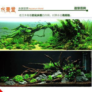 龍魚適合造景缸嗎視頻：龍魚適合在造景缸中飼養嗎？