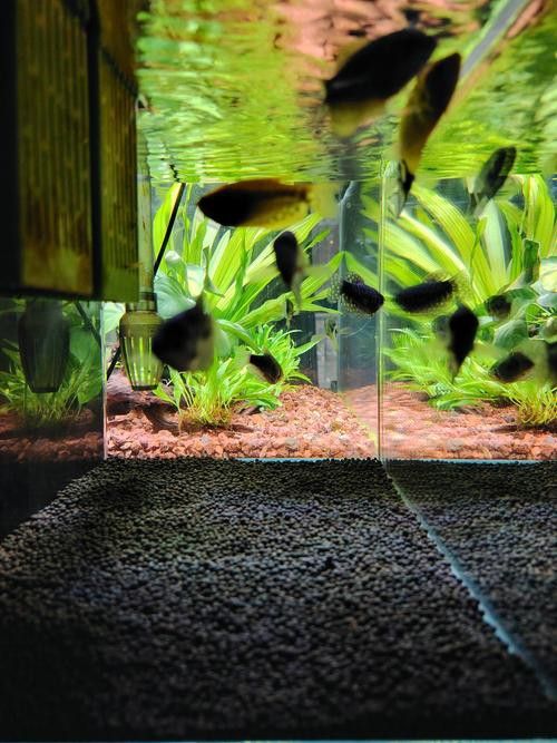 曼龍魚和銀龍魚哪個更適合新手？