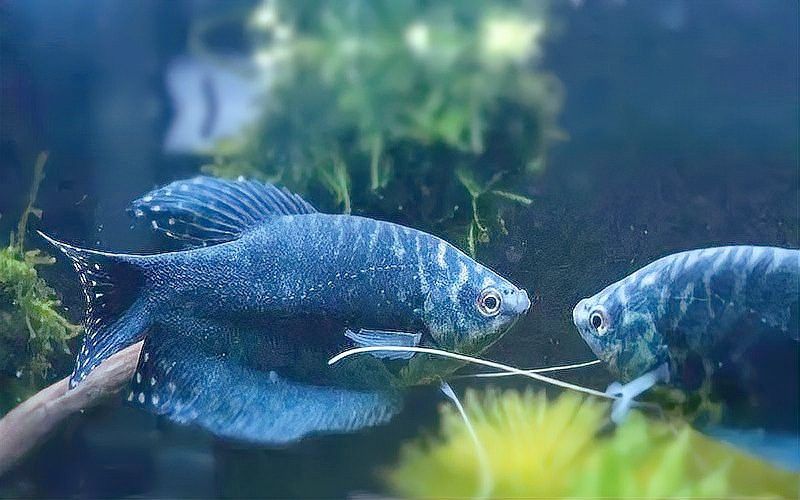 曼龍魚和銀龍魚哪個更適合新手？