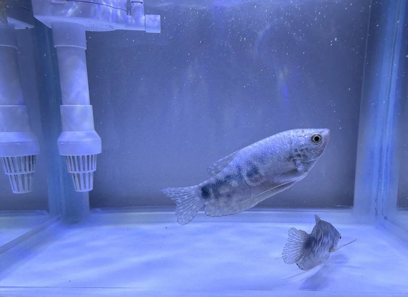 曼龍魚和銀龍魚哪個更適合新手？