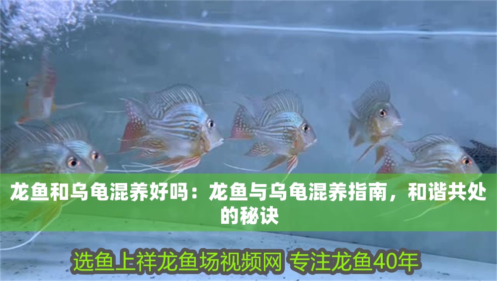 龍魚和烏龜混養(yǎng)好嗎：龍魚與烏龜混養(yǎng)指南，和諧共處的秘訣