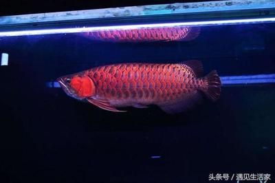 紅龍魚鱗片什么形狀的好看：紅龍魚鱗片什么形狀的好看紅龍魚鱗片什么形狀好看 紅龍魚鱗片什么形狀的好看：紅龍魚鱗片什么形狀的好看紅龍魚鱗片什么形狀好看 龍魚百科 第3張