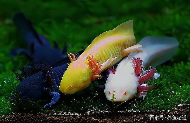 六角恐龍魚最大能長多長厘米 六角恐龍魚最大能長多長厘米 龍魚百科 第2張