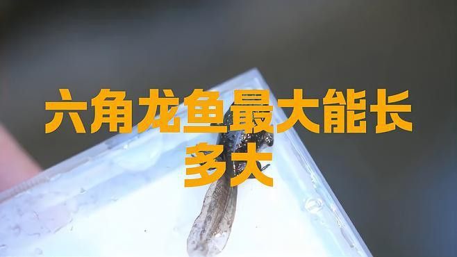 六角恐龍魚最大能長多長厘米 六角恐龍魚最大能長多長厘米 龍魚百科 第1張
