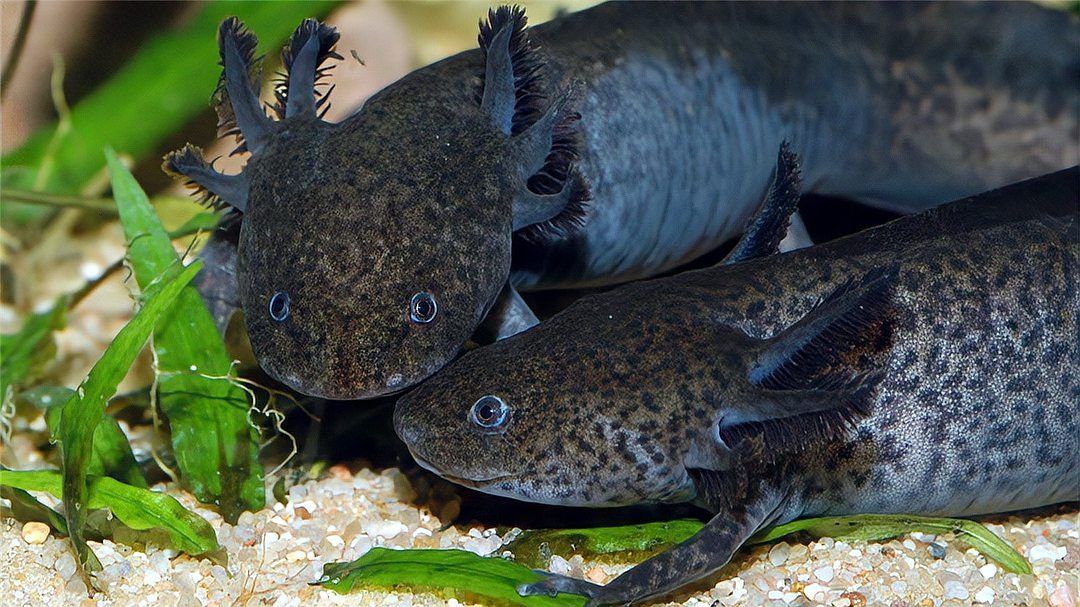 六角恐龍魚最大能長多長厘米 六角恐龍魚最大能長多長厘米 龍魚百科 第3張