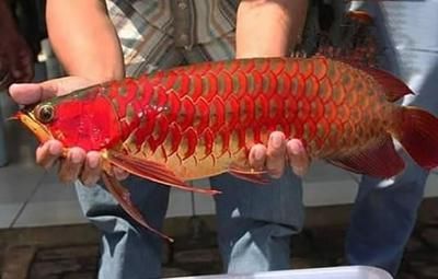 吃的龍魚是什么魚：吃的龍魚是什么魚，
