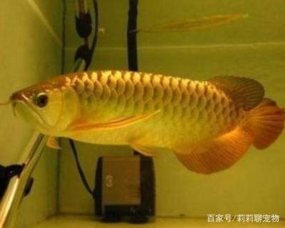龍魚適合什么水質的魚：龍魚的飼養環境和水質要求