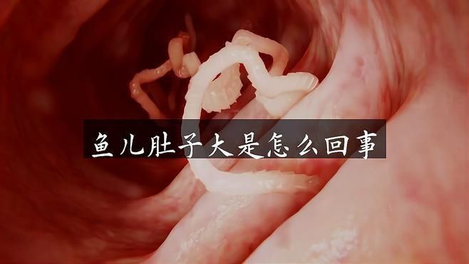 母魚肚子很大要警惕四種病