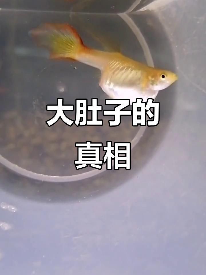 母魚肚子很大要警惕四種病