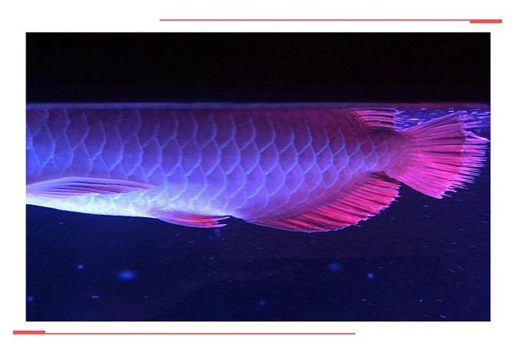 龍魚爛鰭爛尾特效藥，龍魚爛鰭爛尾特效藥的制備與應用
