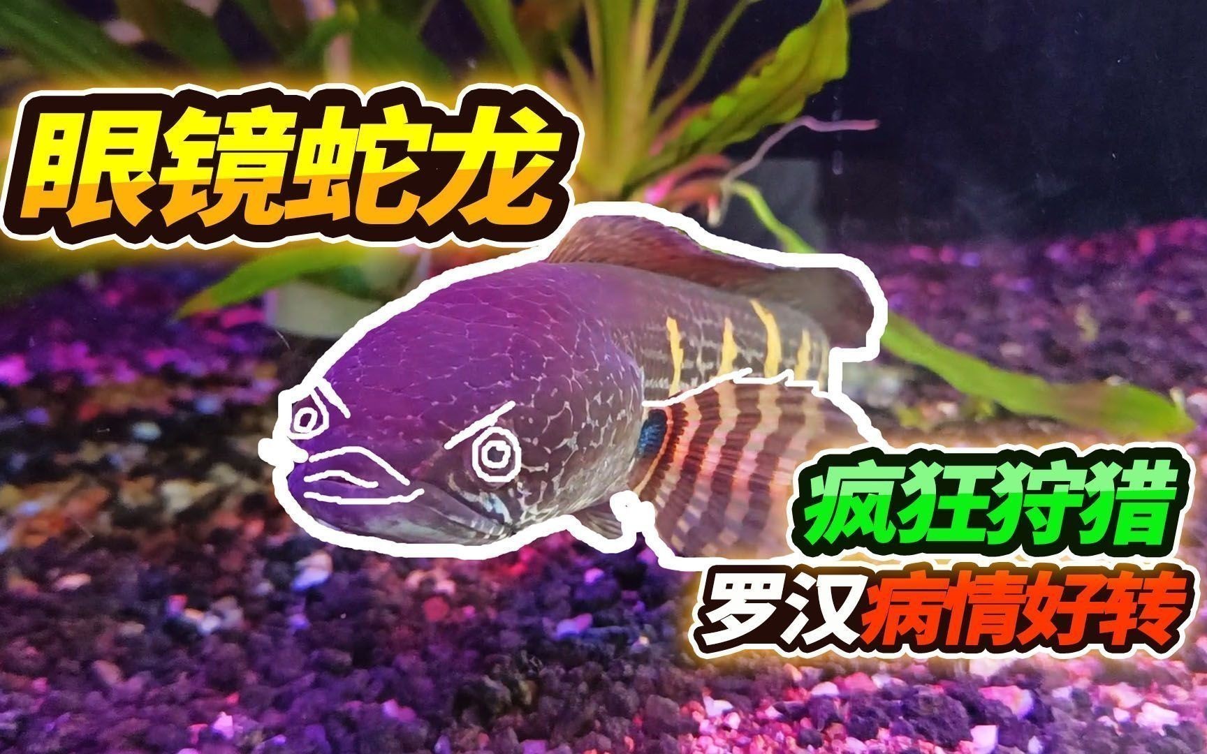 雷龍魚大戰食人魚：雷龍魚與食人魚的對決是一個引人注目的主題
