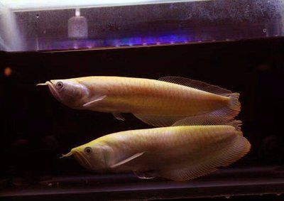 黃化銀龍魚有什么特征【黃化銀龍魚的獨(dú)特性狀】 黃化銀龍魚有什么特征【黃化銀龍魚的獨(dú)特性狀】 龍魚百科 第1張
