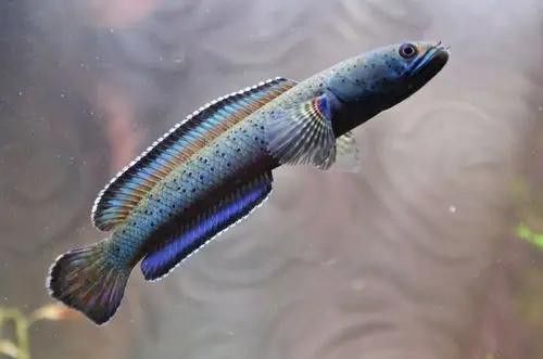 如何區分不同品種的雷龍魚 如何區分不同品種的雷龍魚 龍魚百科 第8張